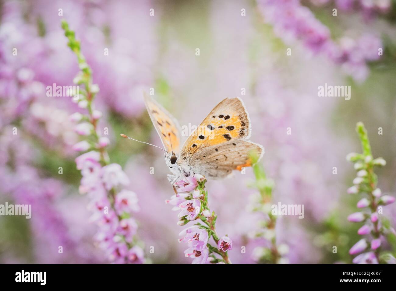 Das Heidekraut (Plebeius argus), kleine Schmetterlinge mit einer Flügelspannweite von nicht mehr als 3 Zentimetern. Die Männchen haben blaue Oberflügel, die Weibchen braun Stockfoto