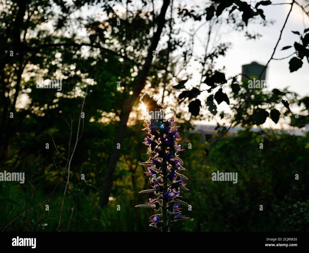 Abendrot im Bochumer Westpark. Die Sonne geht hinter einer Blume im Westpark unter. Wunderschöner Sommerabend in Bochum. Stockfoto
