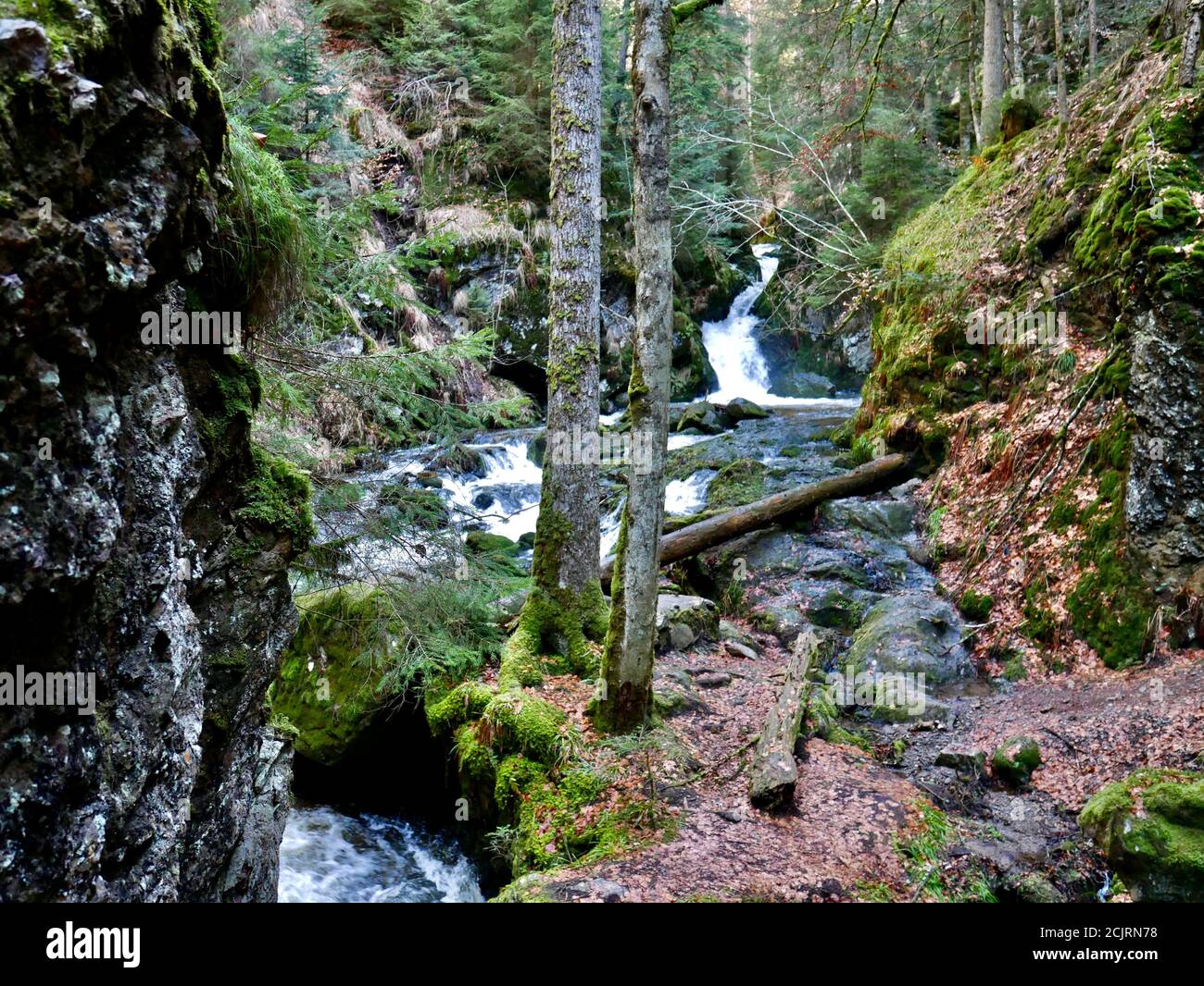 Kleine Insel in einem Flussbett im Schwarzwald. Typischer Waldweg an einem Fluss mit Bäumen und Steinen. Stockfoto