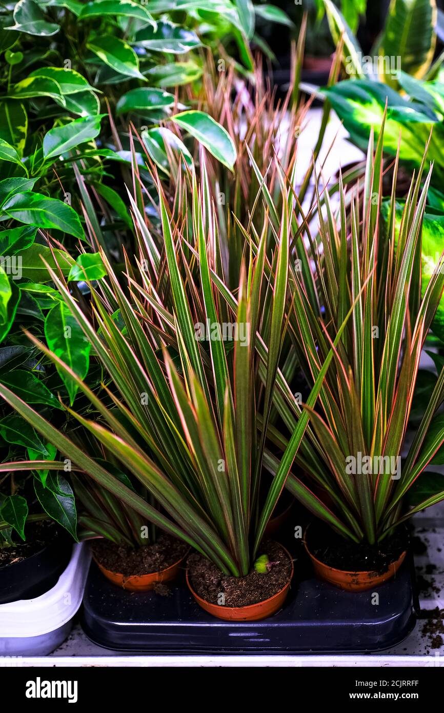 Die Blätter einer Dracaena marginata Pflanze aus Keramik-Pflanzgefäß.Verkauf im Laden. Selektiver Fokus Stockfoto