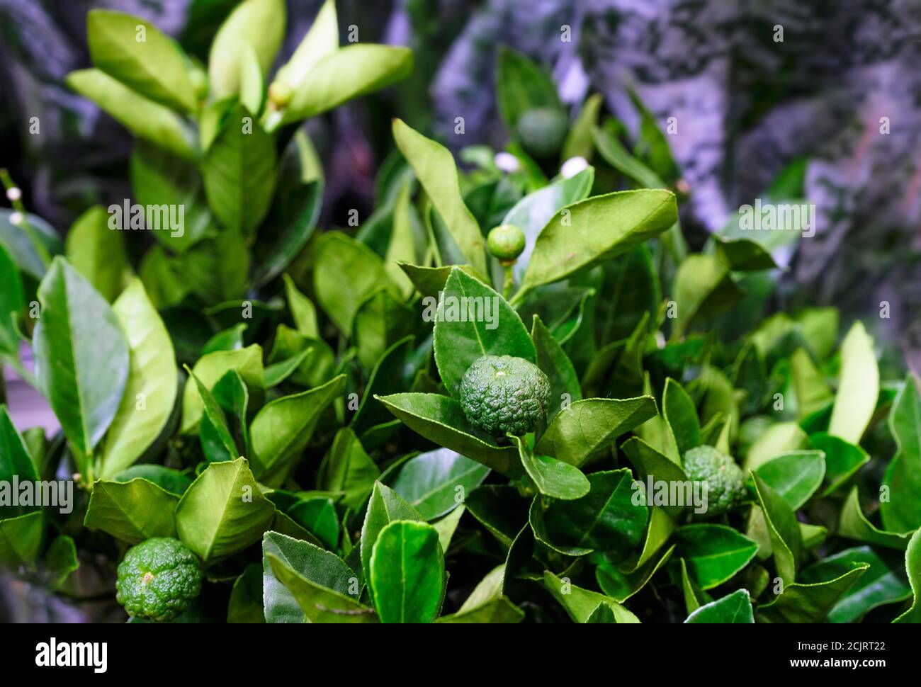 Zitruslimetta Pursha Pflanze in einem Topf Nahaufnahme. Verkauf im Laden. Selektiver Fokus Stockfoto