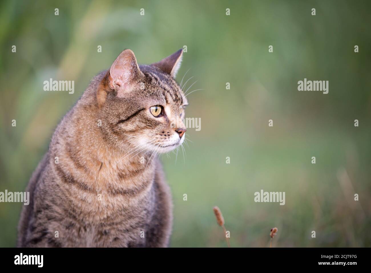 Inländische Katze im Freien sitzend Stockfoto
