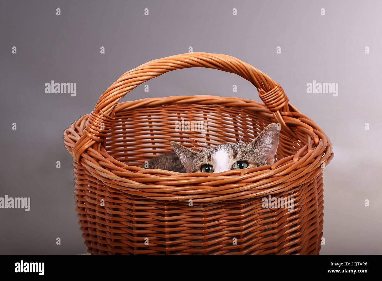 Niedliches Kätzchen versteckt sich in einem Korb Stockfoto