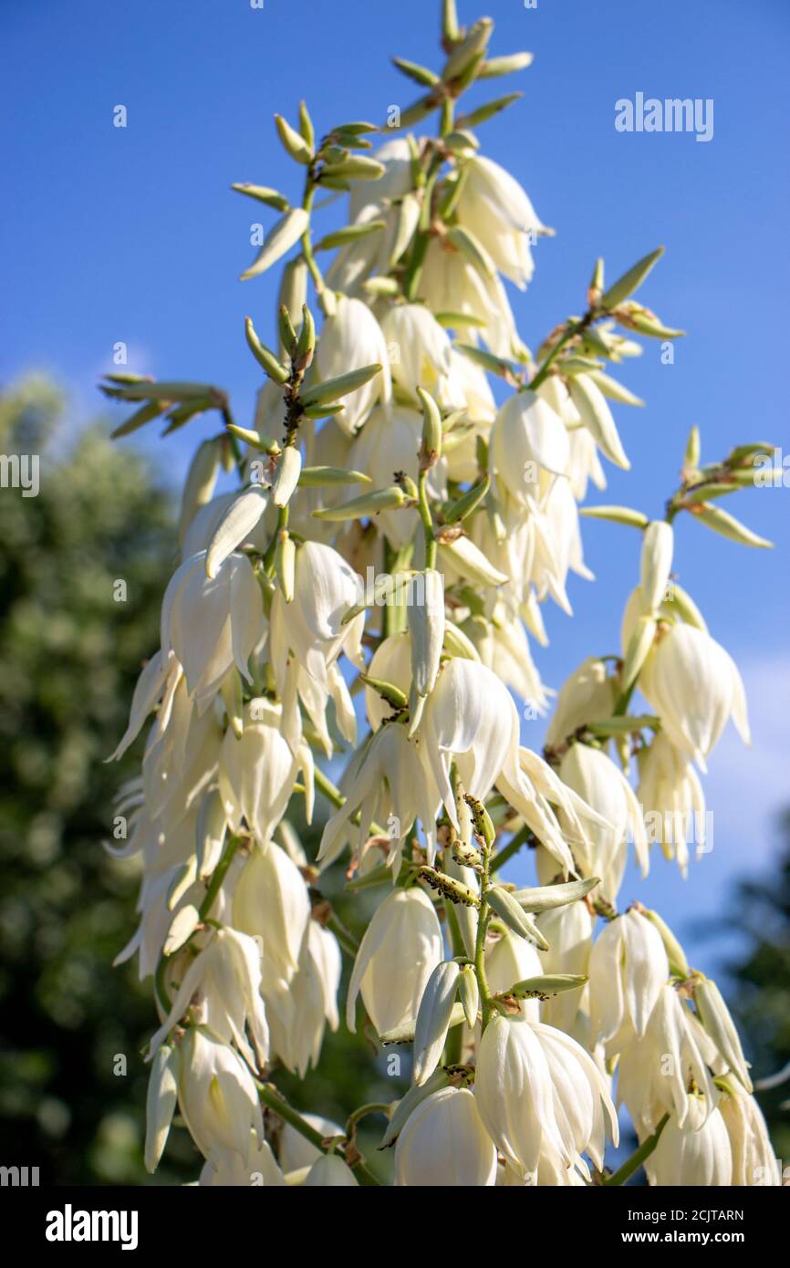 Yucca, Zierpflanze mit weißen Blüten auf einem Hintergrund des blauen Himmels. Stockfoto