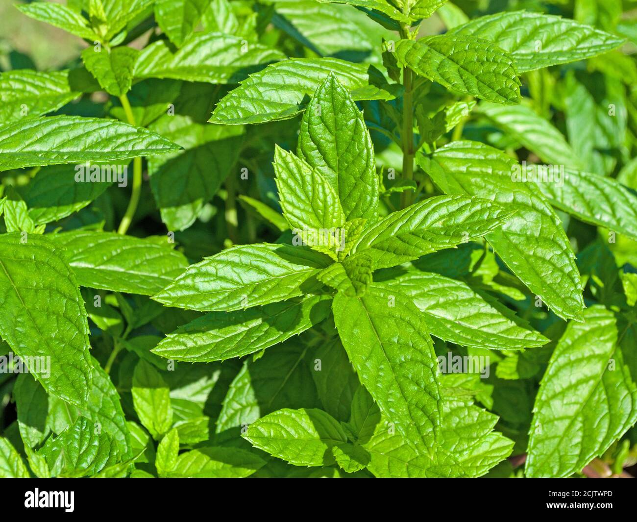 Marokkanische Minze, mentha spicata, Nahaufnahme Stockfoto