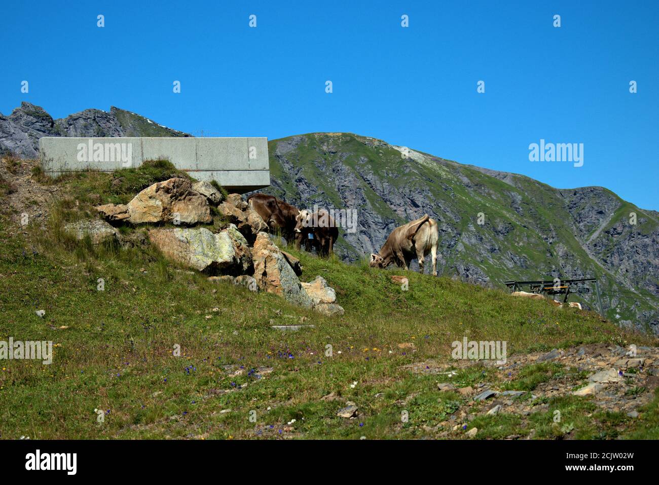 Kuh auf dem Pizol in der Schweiz Stockfoto