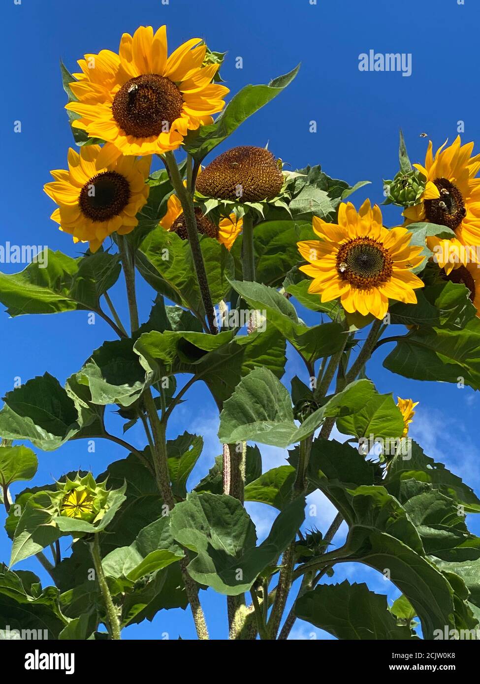 Spätsommer Sonnenblumen sind so fröhlich und hell. Stockfoto