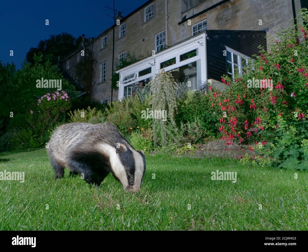 Europäischer Dachs (Meles meles), der in der Abenddämmerung auf einer Gartenrase nach Insektengrub gräbt, mit Hausbesitzer, der im Hintergrund zuschaut, Wiltshire, Großbritannien, Juni 2020. Stockfoto