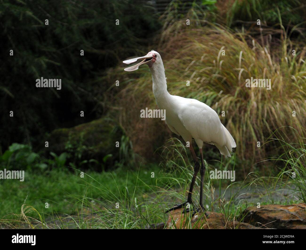 LÖFFELSCHNABEL Stockfoto