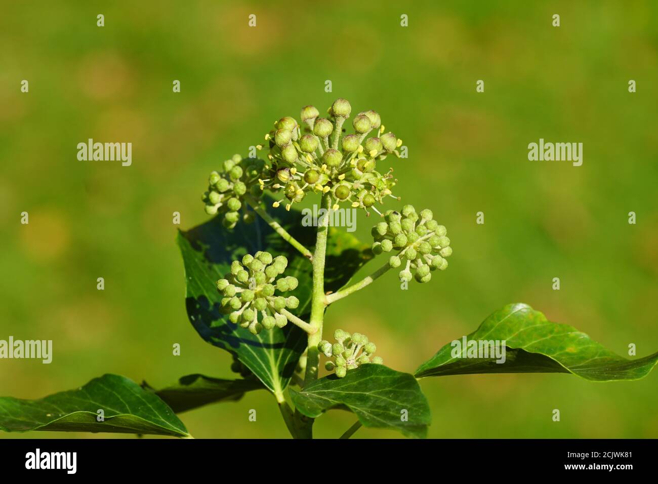 Ivy (hedera Helix simone). Familie Araliaceae. Ein kleiner Strauch mit grünlichem Gelb.Blüten und Blütenknospen. In einem holländischen Garten. September, Niederlande Stockfoto