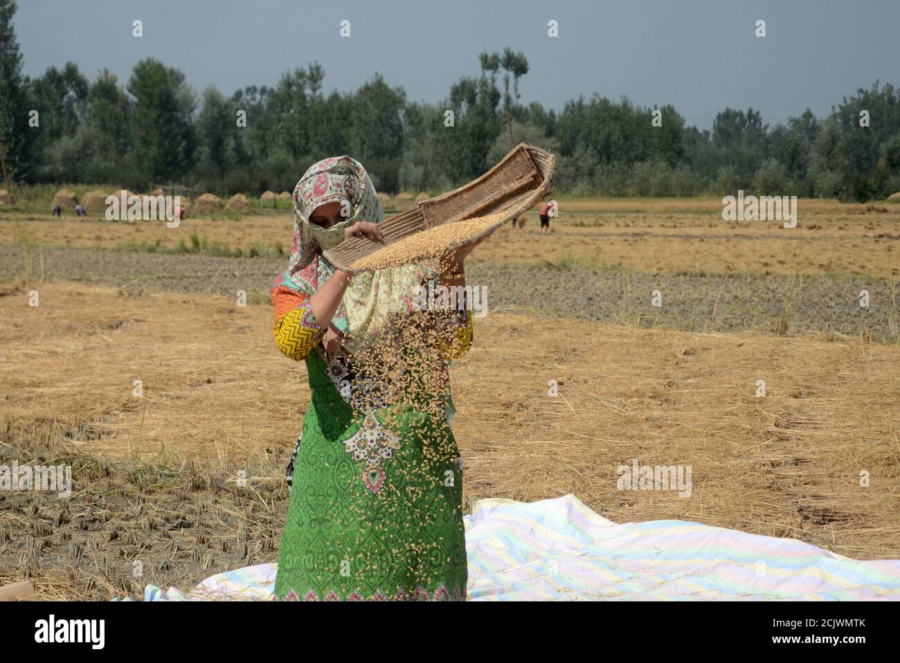 Eine Frau arbeitet in einem Reisfeld während der Reisernte in Pulwama, Kaschmir. Stockfoto