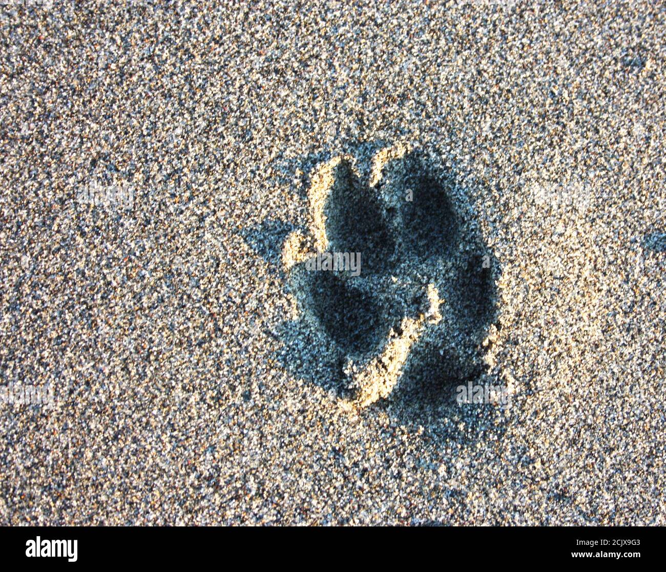 Kleine Fußabdruck einer Hundepfote links auf einem sandigen Strand granular Stockfoto