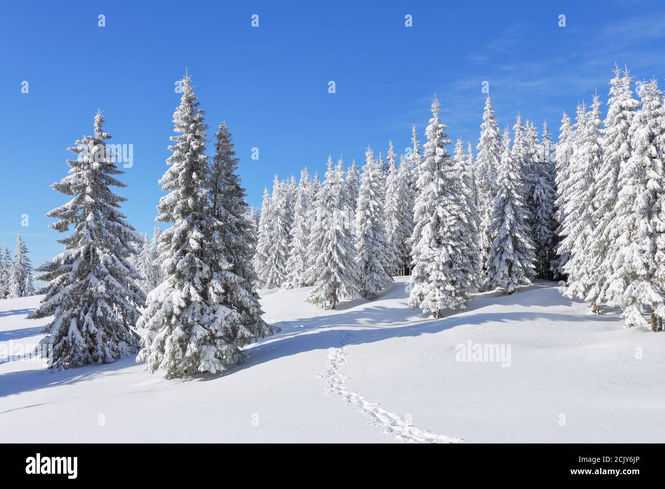 Pinien in den Schneeverwehungen. Blauer Himmel. Auf dem mit Schnee bedeckten Rasen führt ein ausgetretene Pfad in den Wald. Schöne Landschaft auf der kalten w Stockfoto