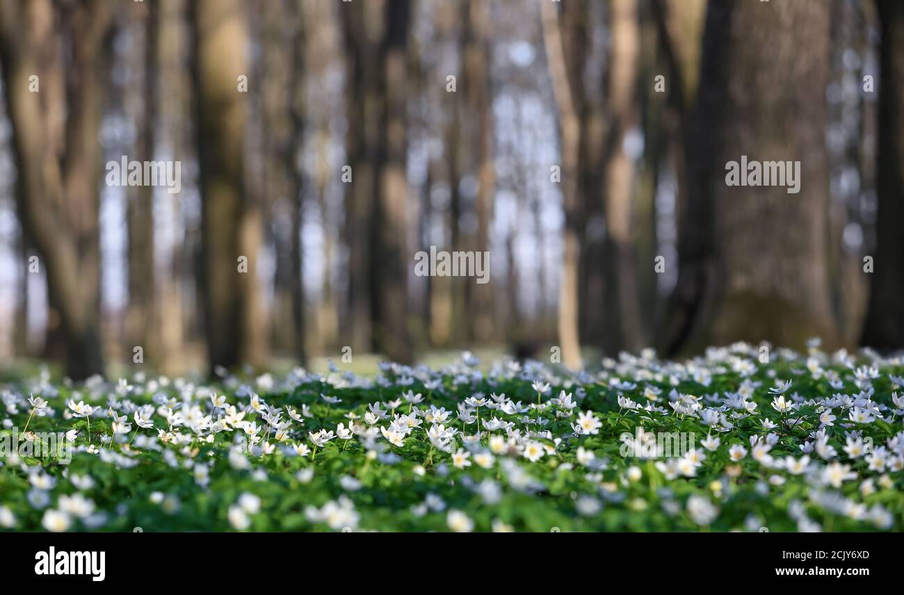 Im Eichenwald blüht die schöne Anemone nemorosa. Bokeh-Baum im Hintergrund. Perfekte Frühlingstapete. Blumen natürlichen botanischen Hintergrund. Stockfoto