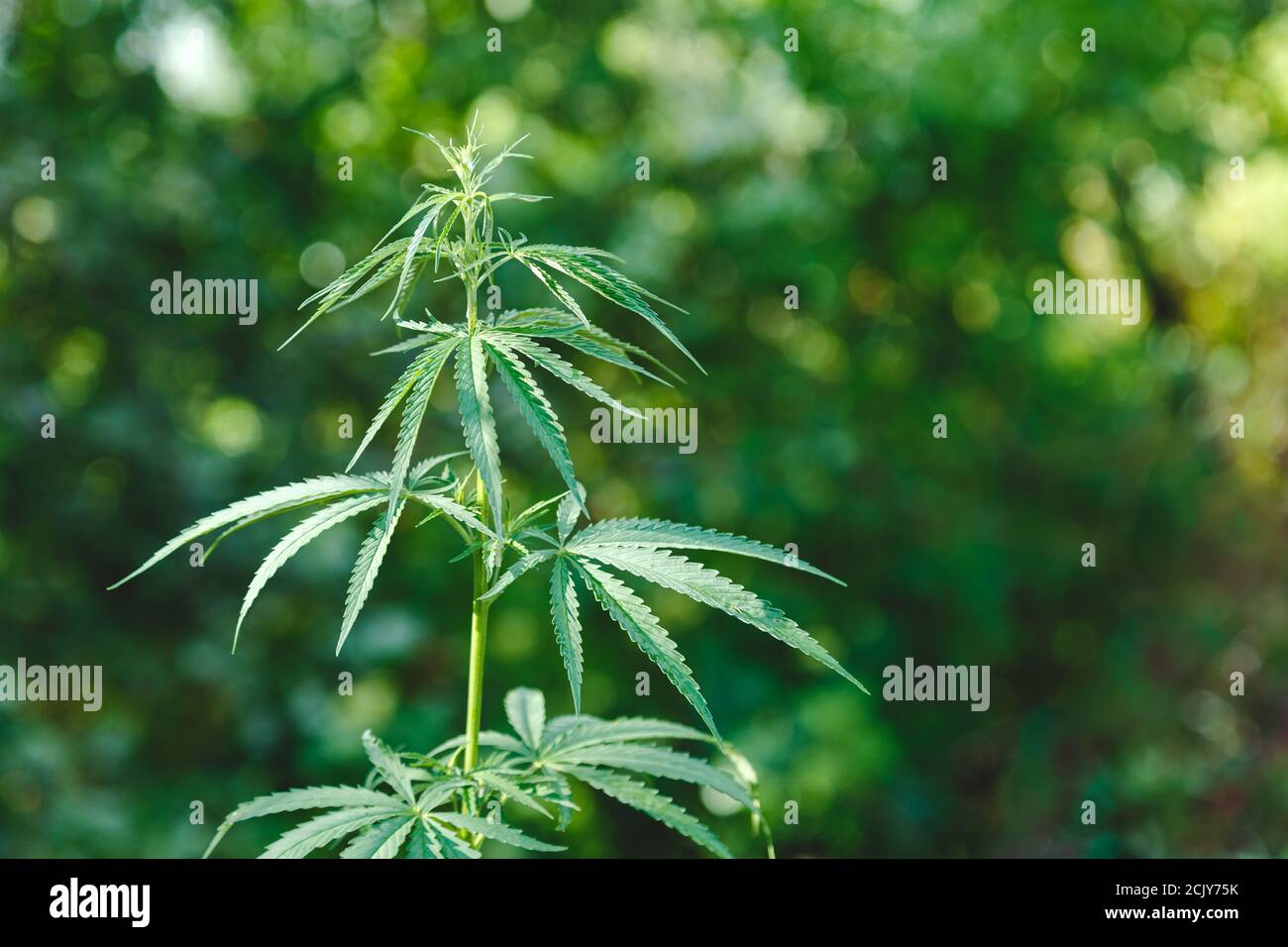 Cannabispflanze auf grünem Hintergrund draußen. Weint Hanfblätter in der Natur. Medizinisches Marihuana Busch Wachstum im Garten. Speicherplatz kopieren Stockfoto