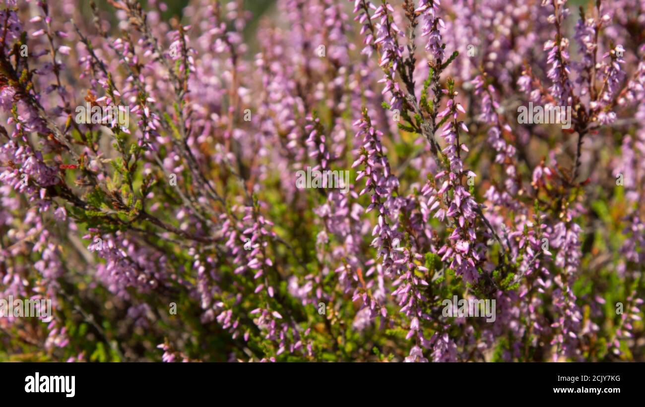 Sommerblumen und Heide. Glockenheide, Erica (Calluna vulgaris) blüht rosa im Sonnenlicht Stockfoto