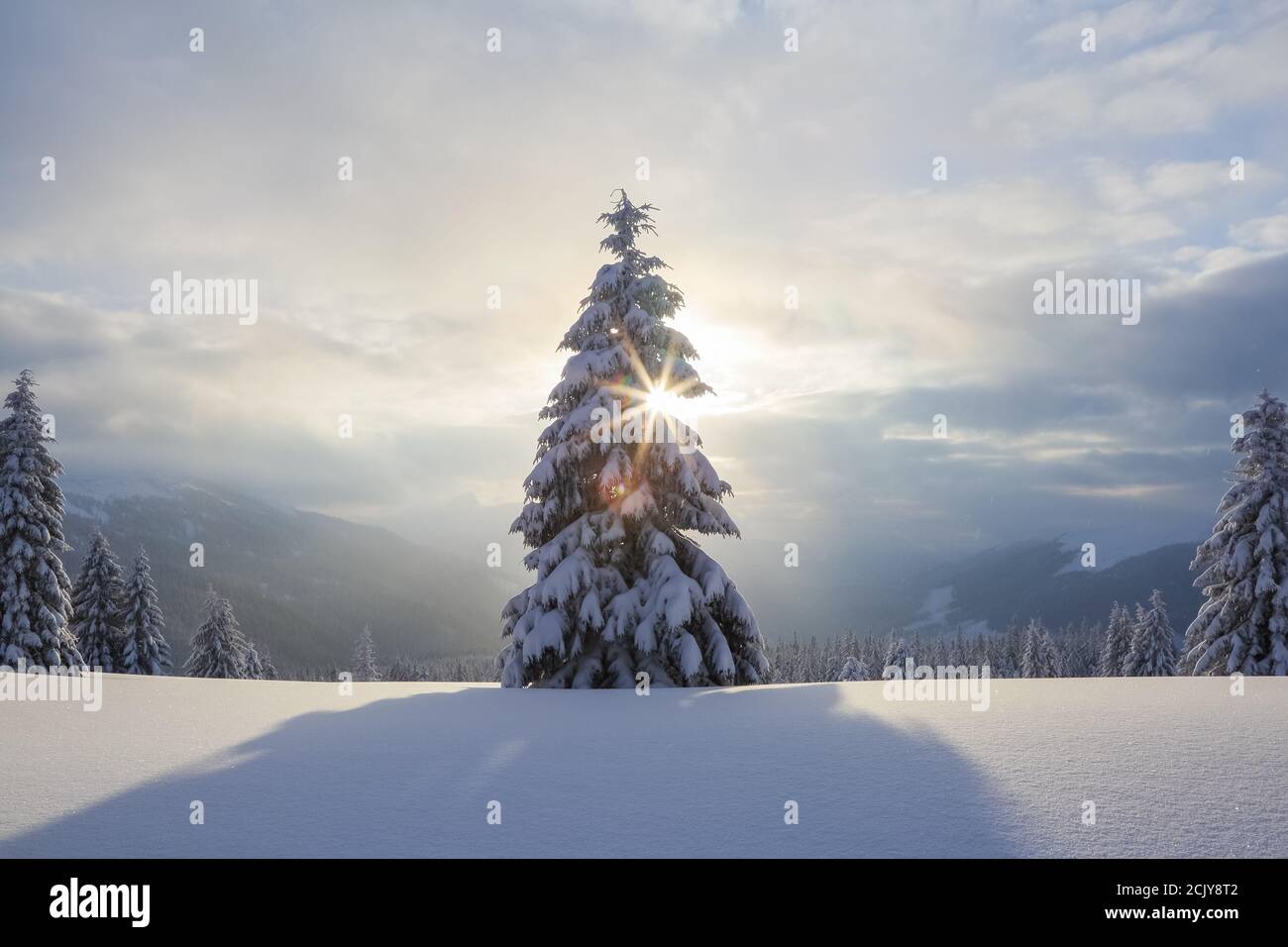 Morgenbeleuchtung. Fantastische Winterlandschaft. Magische Kiefer mit weißem flauschigen Schnee bedeckt. Lage die Karpaten, Ukraine, Europa. Stockfoto