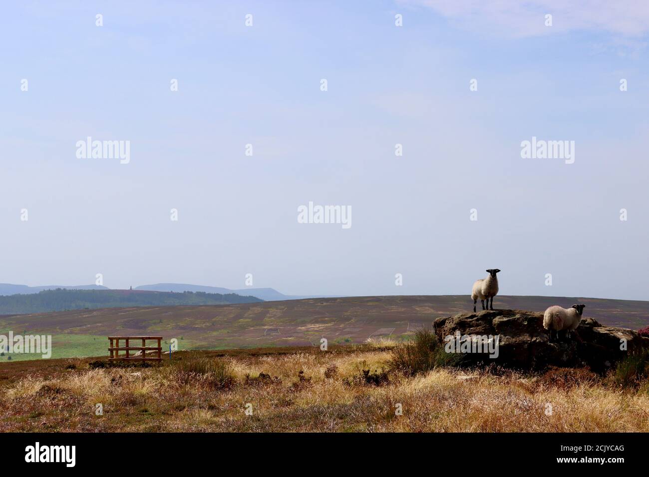 Schafe auf dem North Yorkshire Moors oberhalb von Guisborough mit Kapitäne Cook Denkmal am Horizont Stockfoto