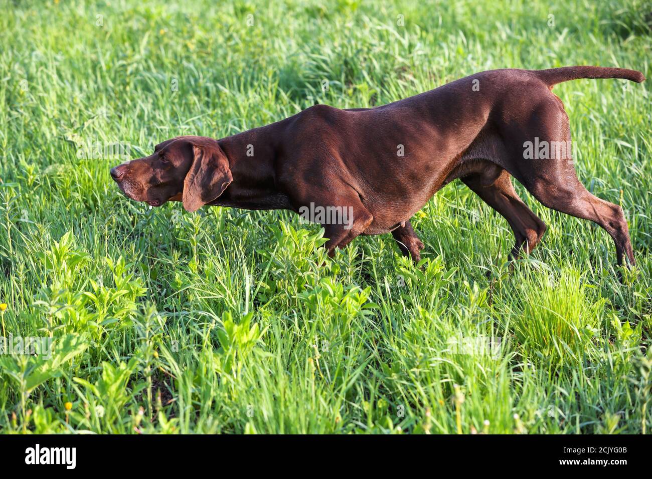 Der braune Jagdhund. Ein muskulöser Hund, deutscher Kurzhaarpointer, ein Vollblut, steht unter den Feldern im Gras in der Spitze, schnupperte den SM Stockfoto