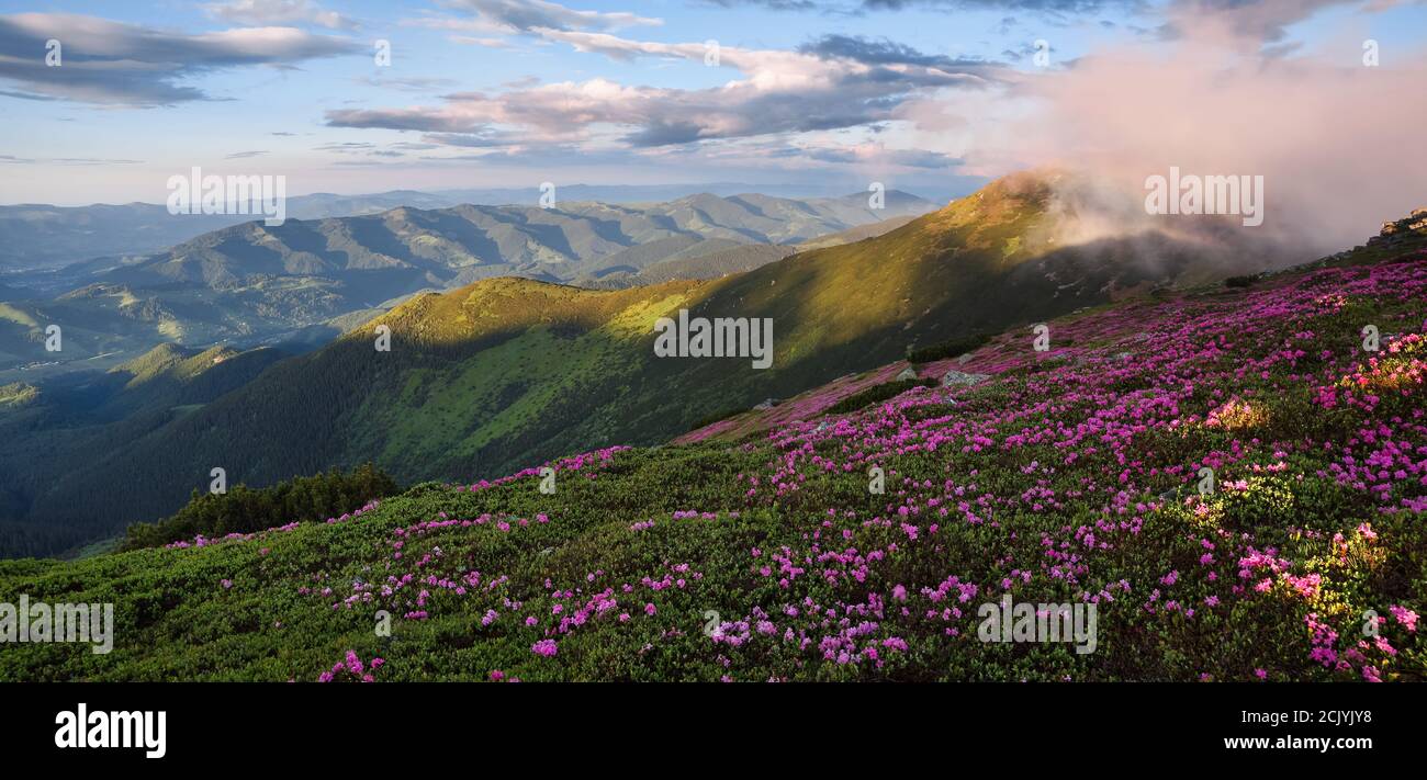Frühlingslandschaft. Panoramablick im Rasen sind von rosa Rhododendronblüten bedeckt. Schönes Foto der Berglandschaft. Konzept der Wiedergeburt der Natur. Blu Stockfoto