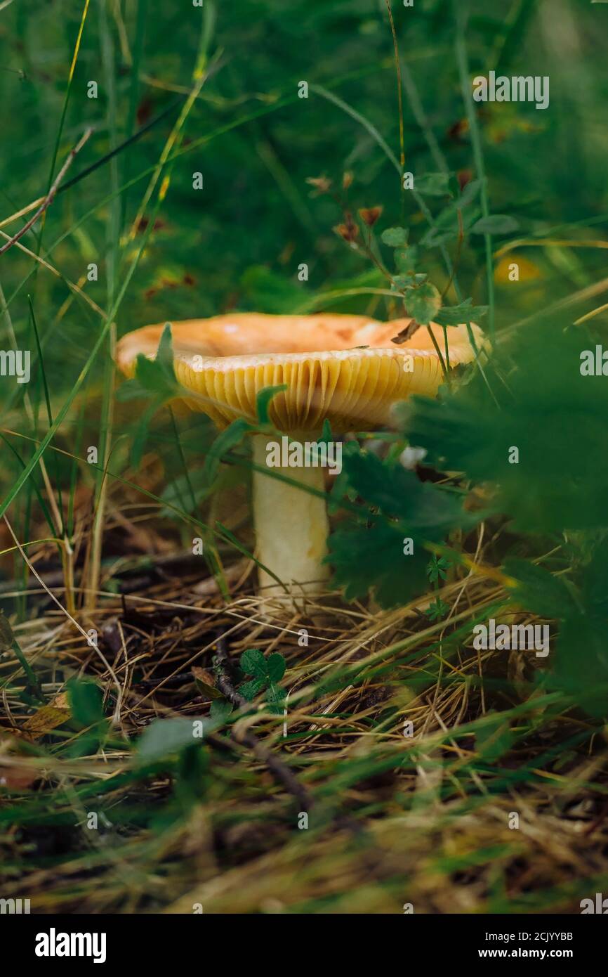 Psathyrella candolleana, eine Gruppe von Pilzen, die auf dem Baum wachsen. Stockfoto