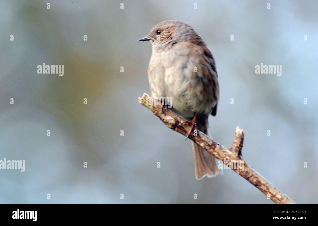 HEDGE SPARROW Stockfoto