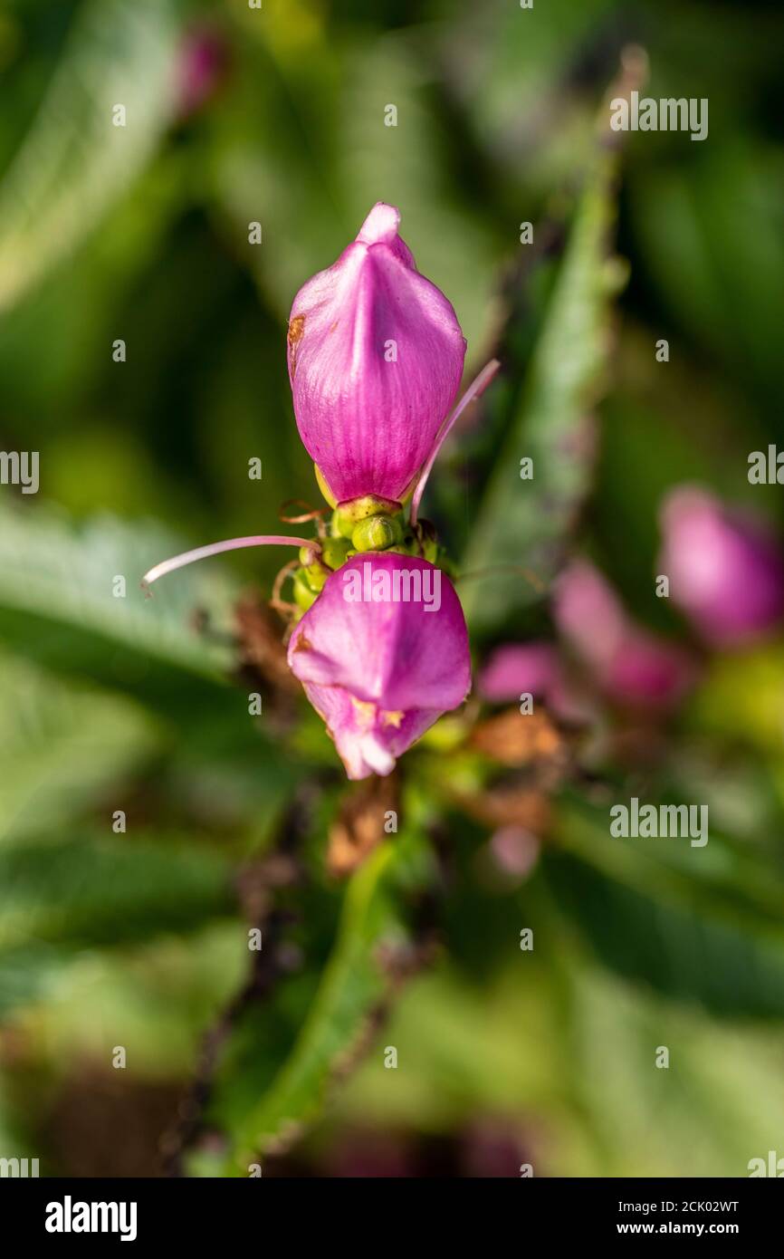 Die familie der plantaginaceae Fotos und Bildmaterial in hoher