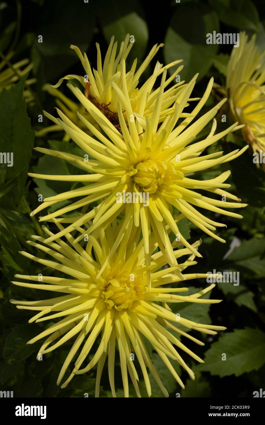 Dahlia - Grayson's Yellow Spider Stockfoto