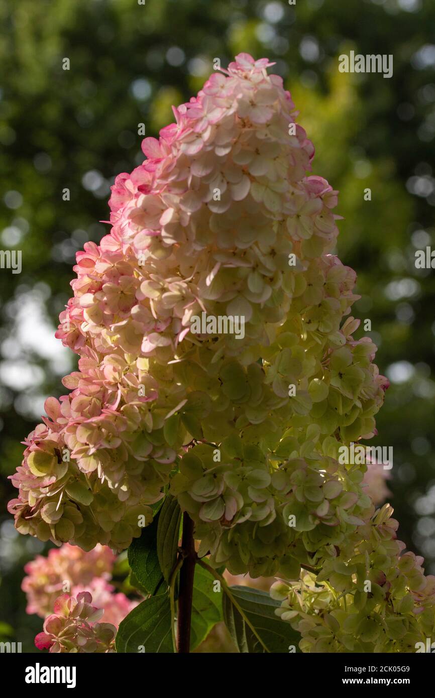 Hortensia Paniculata ‘Vanille Fraise’ Nahaufnahmen von natürlichen Blumen Stockfoto