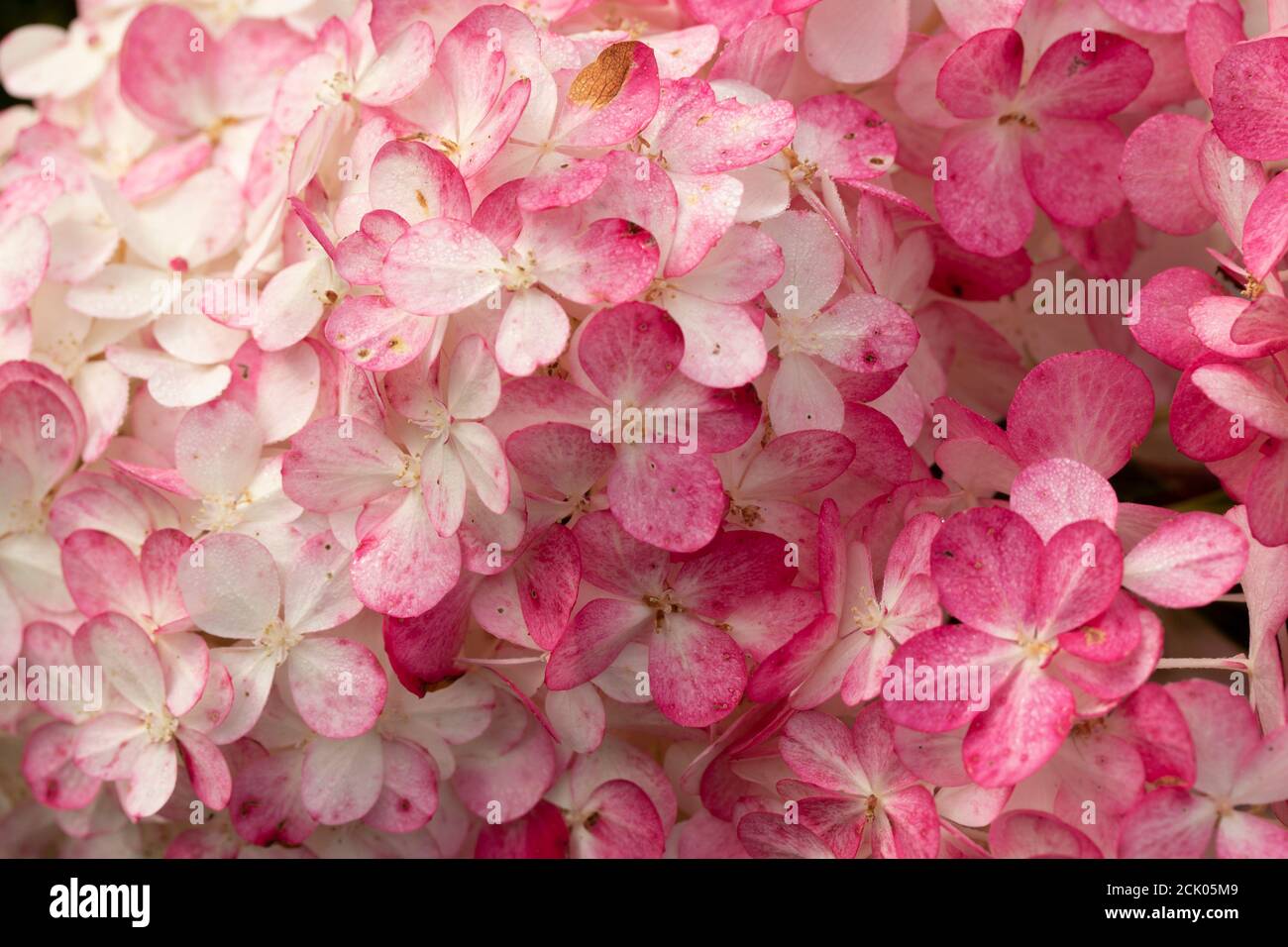 Hortensia Paniculata ‘Vanille Fraise’ Nahaufnahmen von natürlichen Blumen Stockfoto