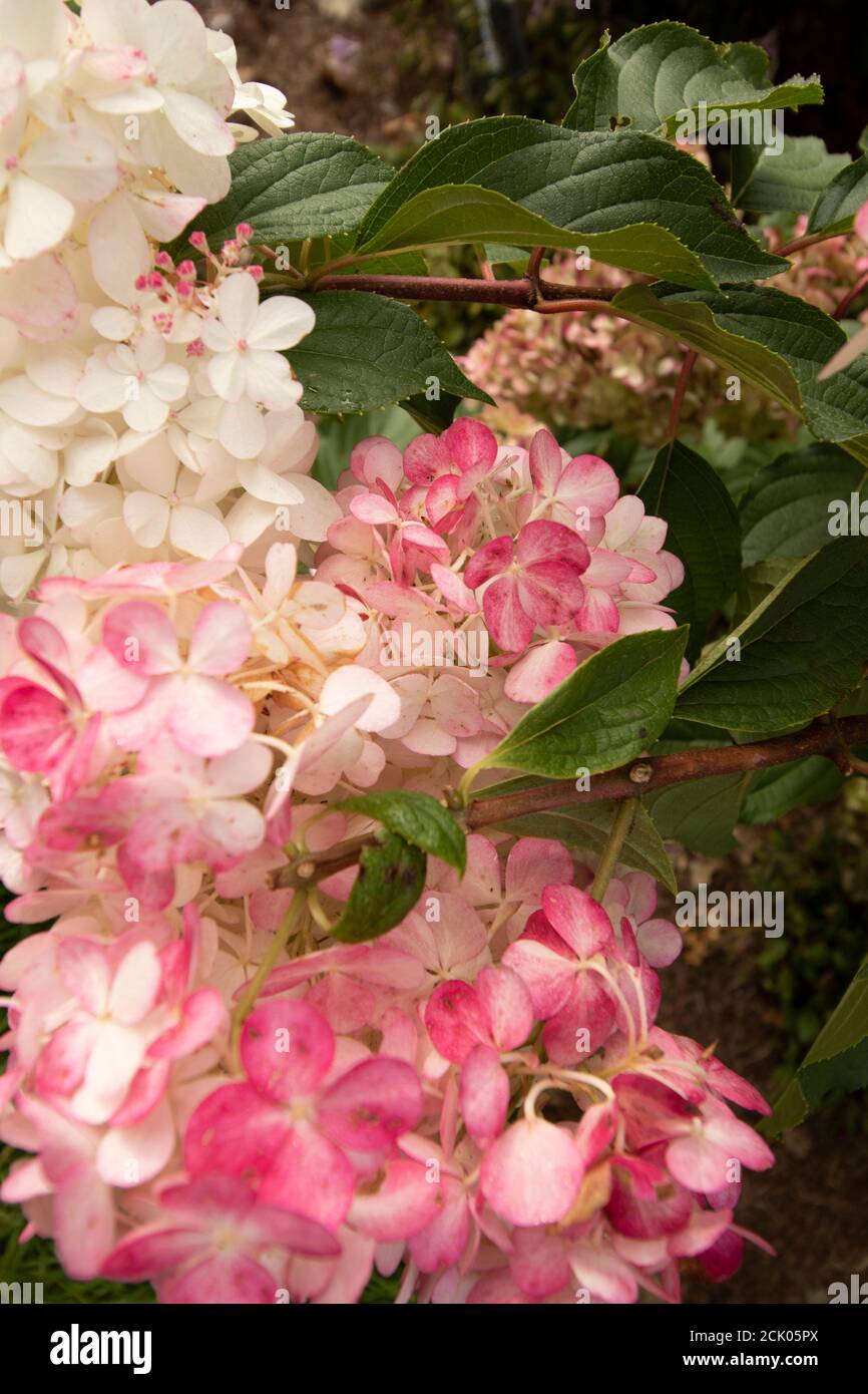 Hortensia Paniculata ‘Vanille Fraise’ Nahaufnahmen von natürlichen Blumen Stockfoto