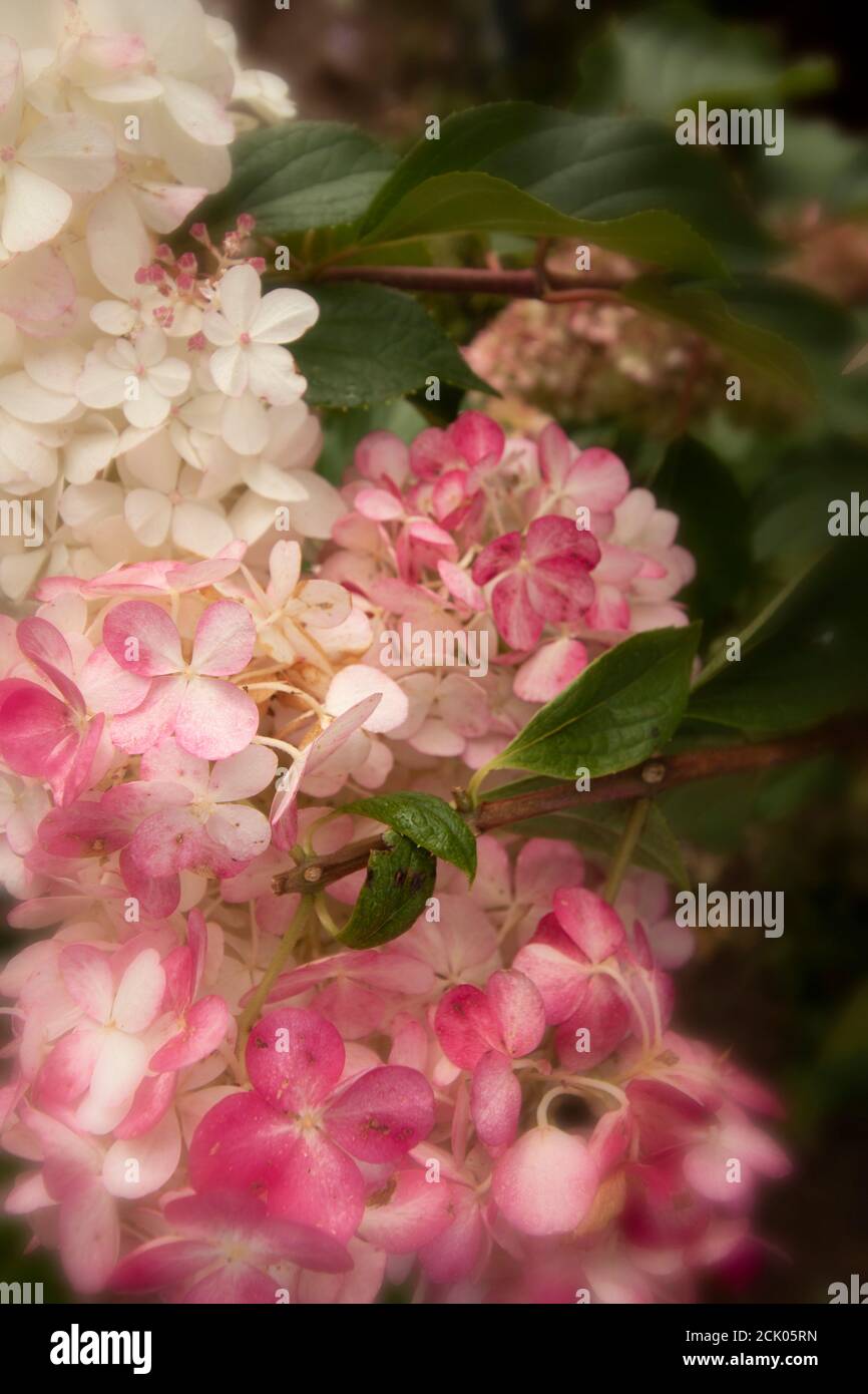 Hortensia Paniculata ‘Vanille Fraise’ Nahaufnahmen von natürlichen Blumen Stockfoto