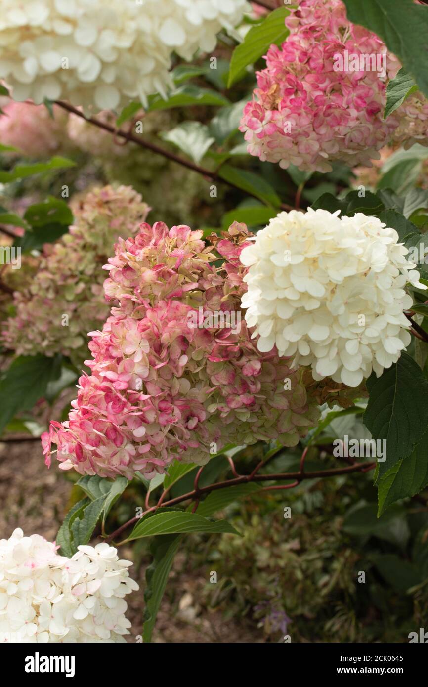 Hortensia Paniculata ‘Vanille Fraise’ Nahaufnahmen von natürlichen Blumen Stockfoto