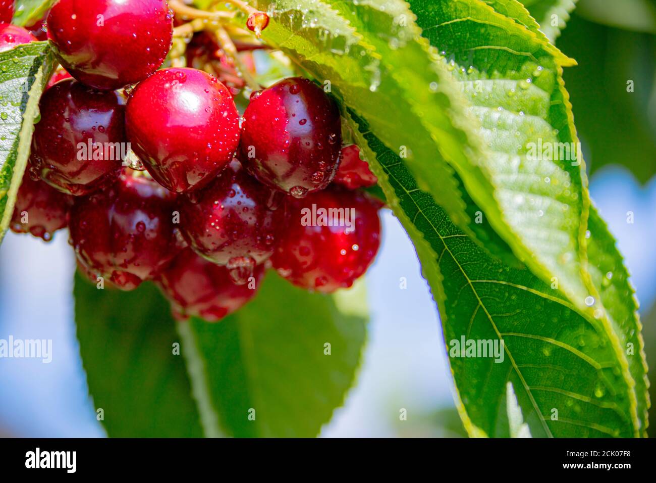 Kirschen reif und reif für die Ernte. Stockfoto