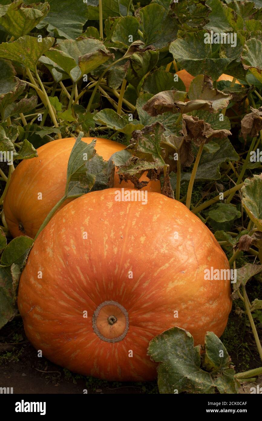 Kürbis Atlantic Giant Stockfoto