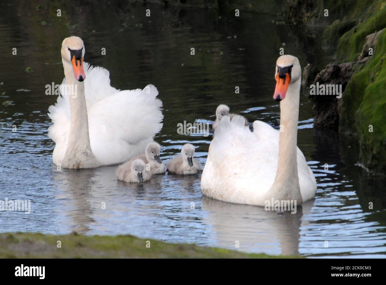 HÖCKERSCHWÄNE MIT CYGNETS Stockfoto