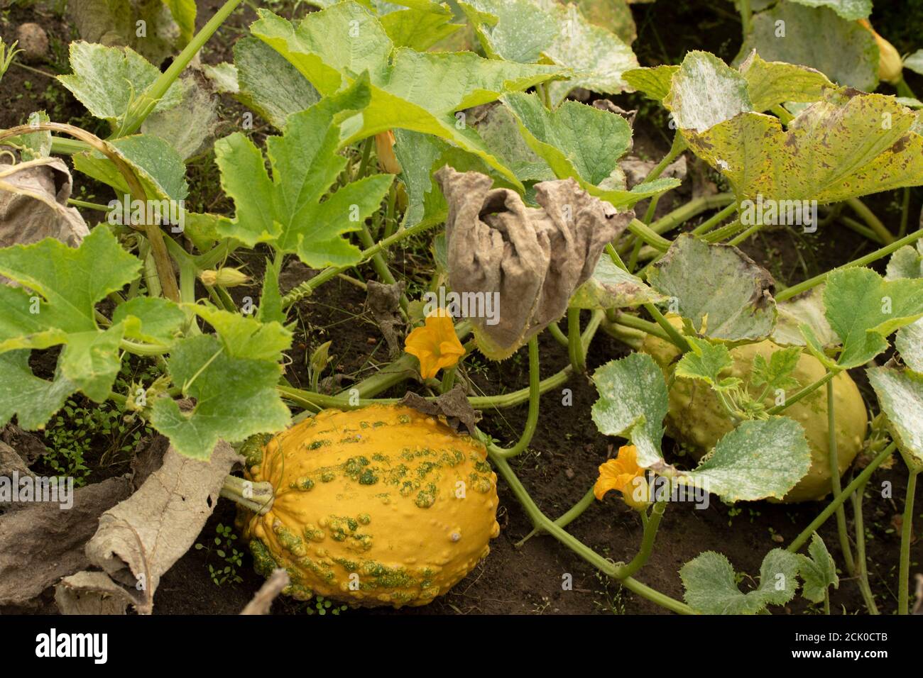 Kürbis "Musquee de Maroc wächst in seiner Vegetation Stockfoto