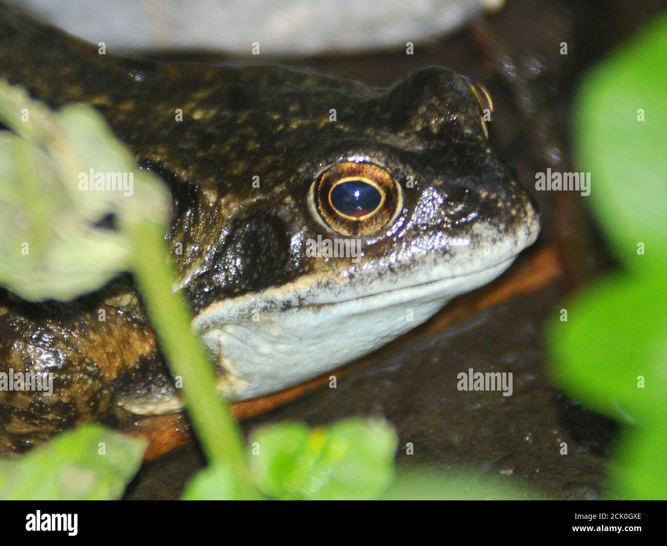 FROSCH IM TEICH Stockfoto