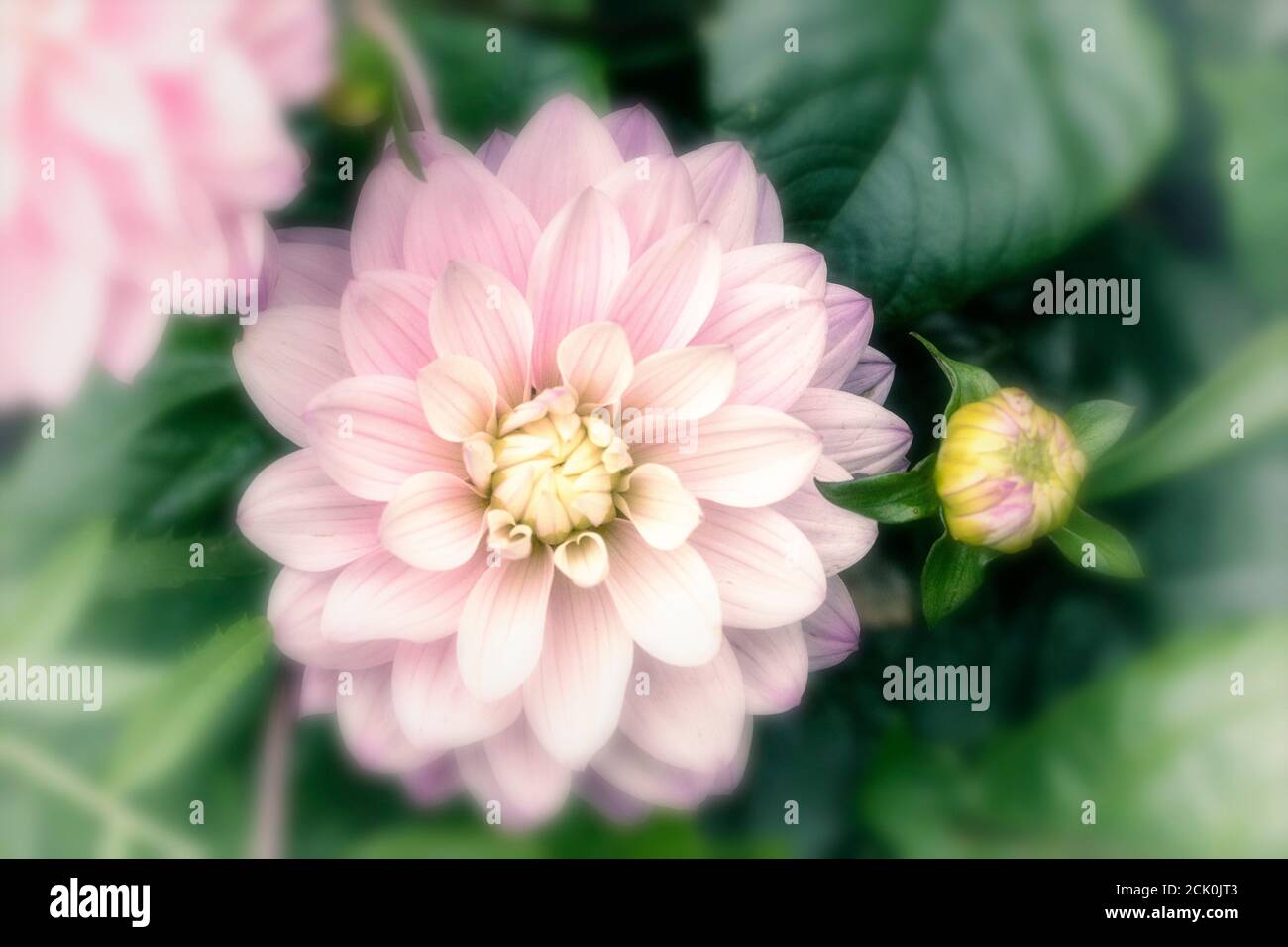 Dahlia 'Melody Harmony', Nahaufnahme natürliches Blumenportrait mit Laub Stockfoto