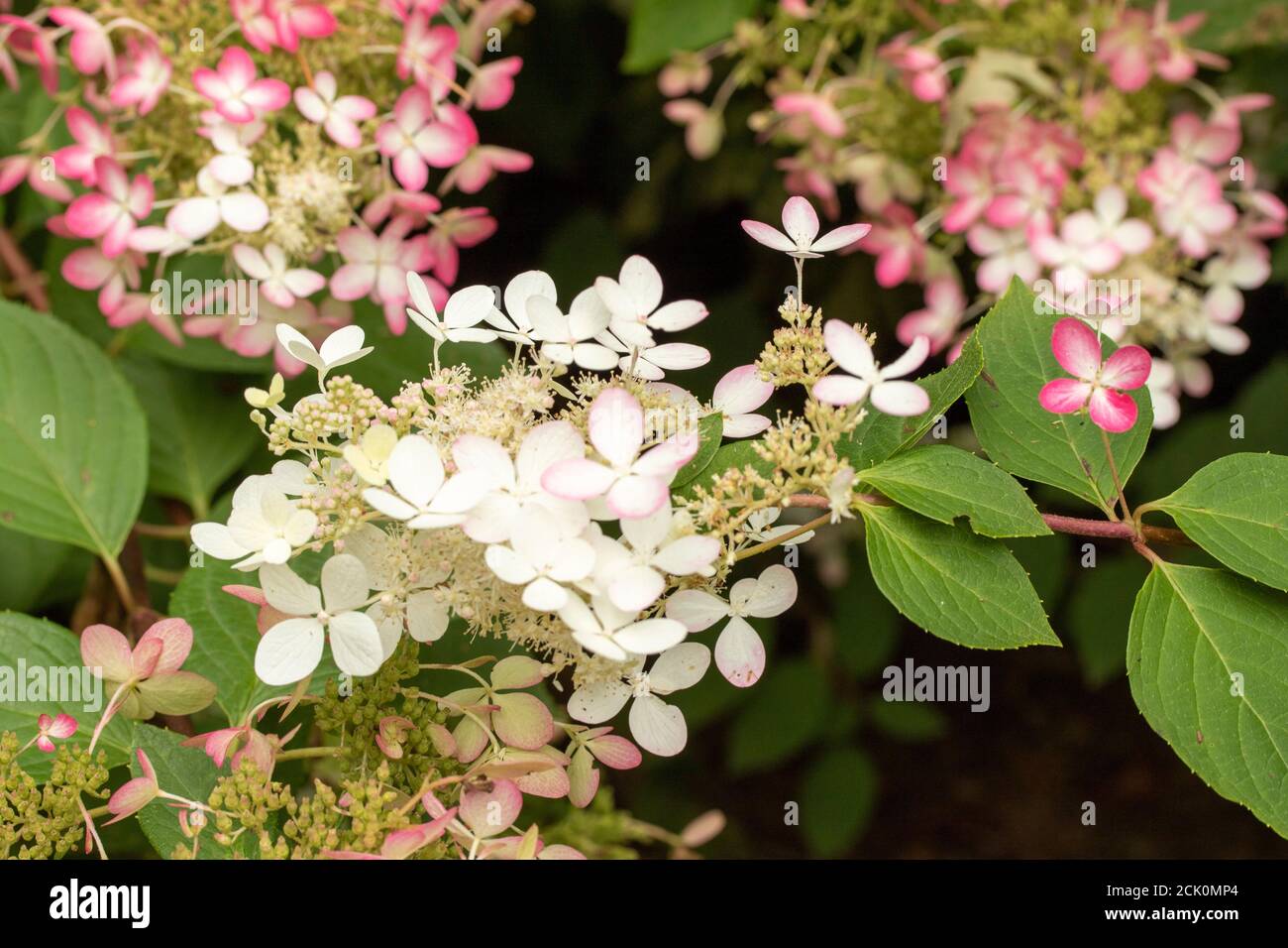 Hortensia Paniculata 'Ruby' Stockfoto