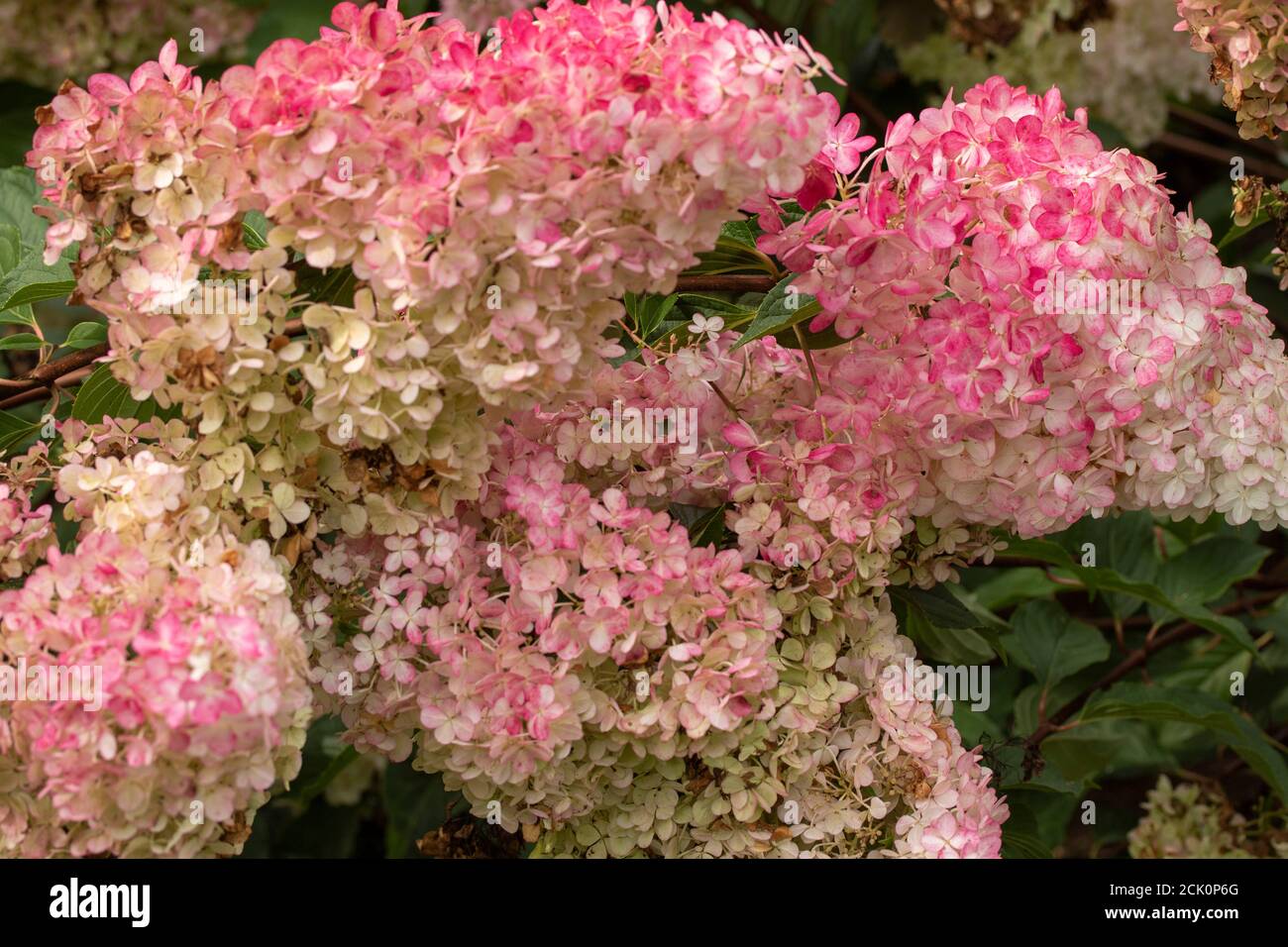 Hortensia Paniculata 'Vanilla Fraise' blüht Stockfoto