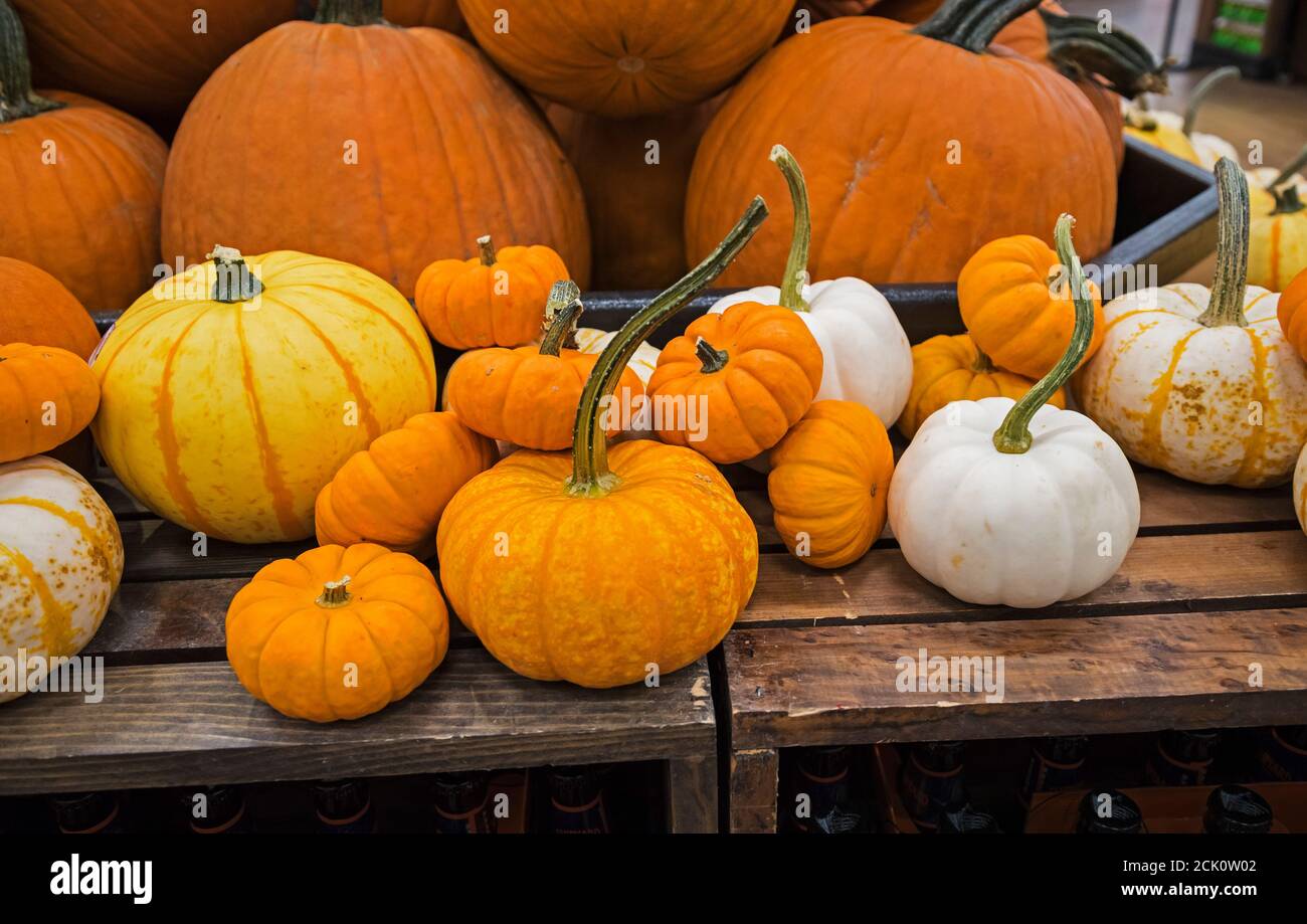 Lebensmittelgeschäft Herbst Anzeige von Kürbissen und Mais, etc ... Stockfoto