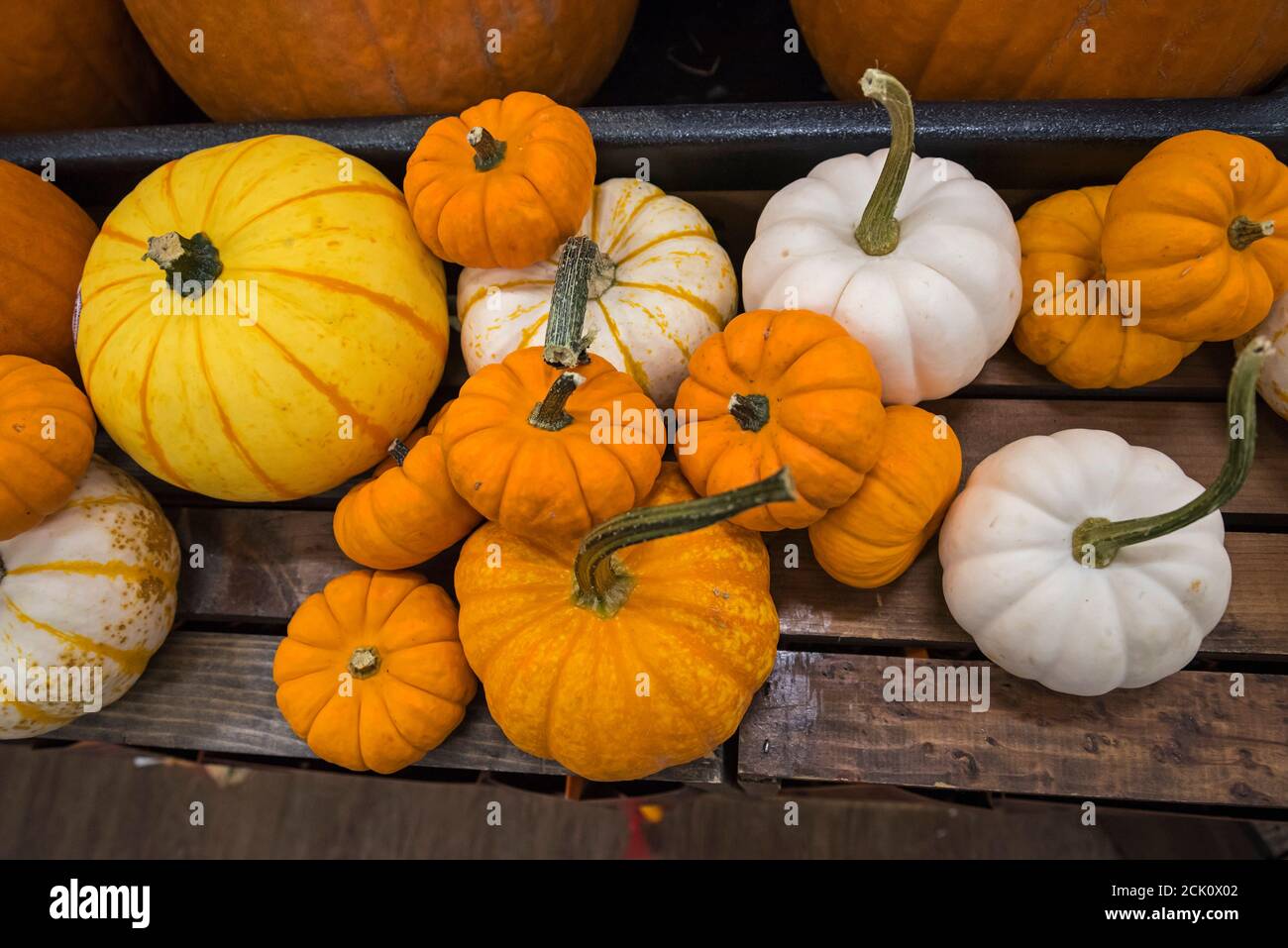 Lebensmittelgeschäft Herbst Anzeige von Kürbissen und Mais, etc ... Stockfoto