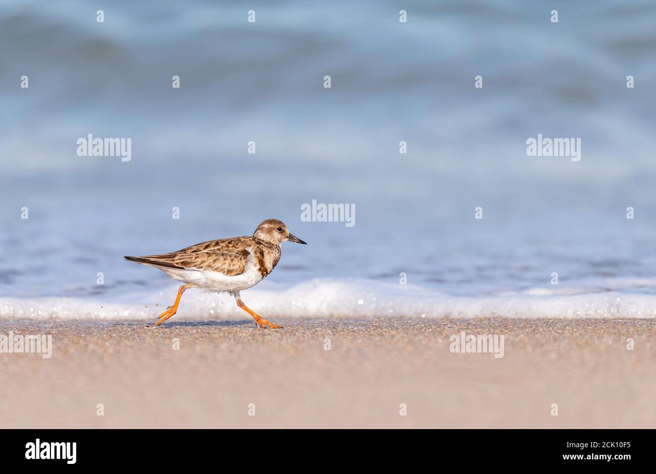 Ein ruddiger Turnstone (Arenaria interpres) Ufervogel, der am Strand an der Cape Canaveral National Seashore läuft. Stockfoto