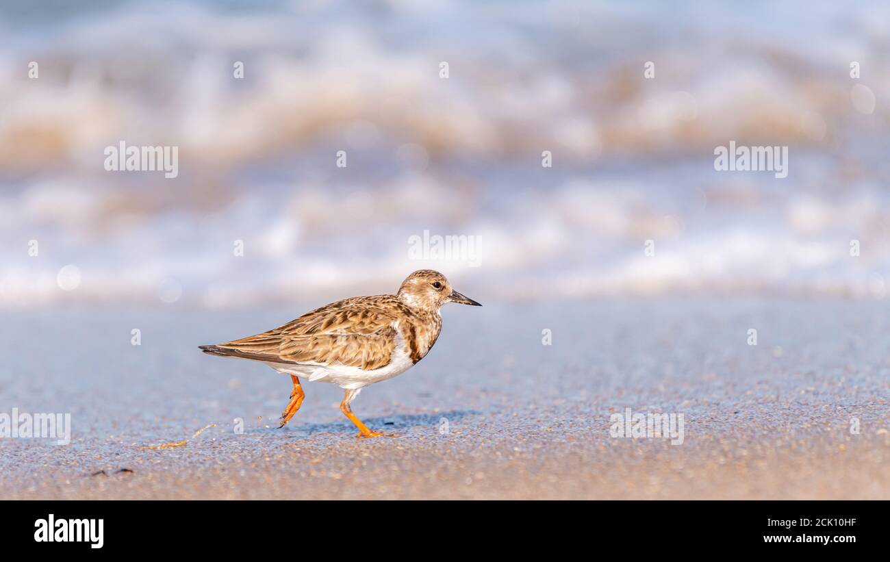 Ein ruddiger Turnstone (Arenaria interpres) Ufervogel, der am Strand an der Cape Canaveral National Seashore läuft. Stockfoto