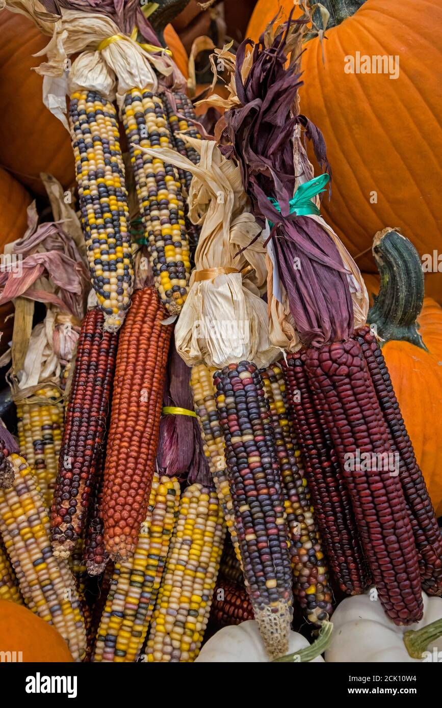 Lebensmittelgeschäft Herbst Anzeige von Kürbissen und Mais, mit Erbstück und Indianer Erbe Sorten von Mais. Stockfoto
