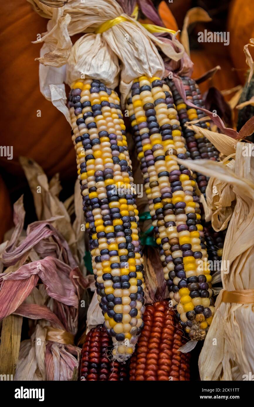 Lebensmittelgeschäft Herbst Anzeige von Kürbissen und Mais, mit Erbstück und Indianer Erbe Sorten von Mais. Stockfoto