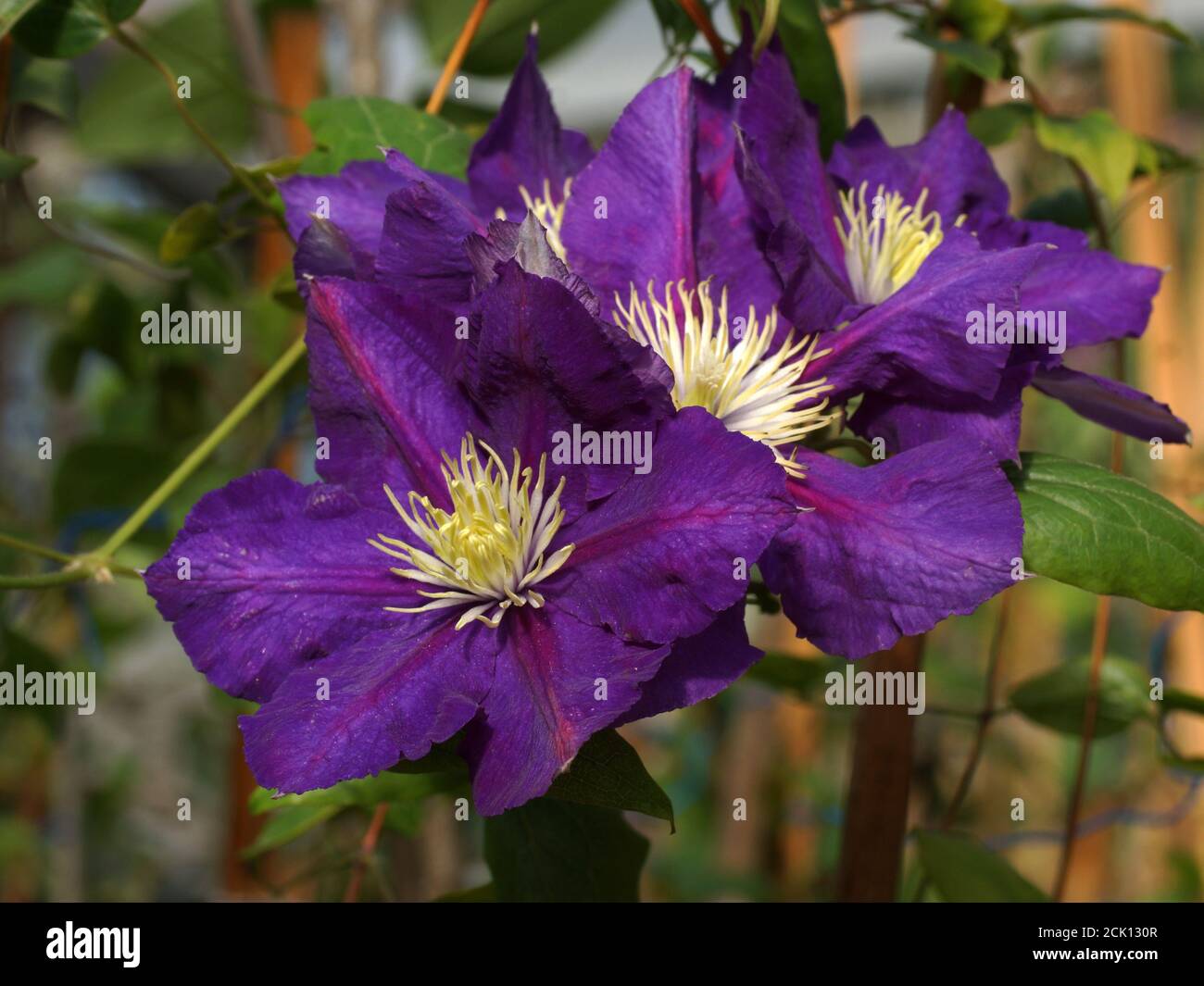 Schöne Sommerblumen in einem vertikalen Garten Gartenarbeit. Blume lila Clematis Nahaufnahme. Stockfoto