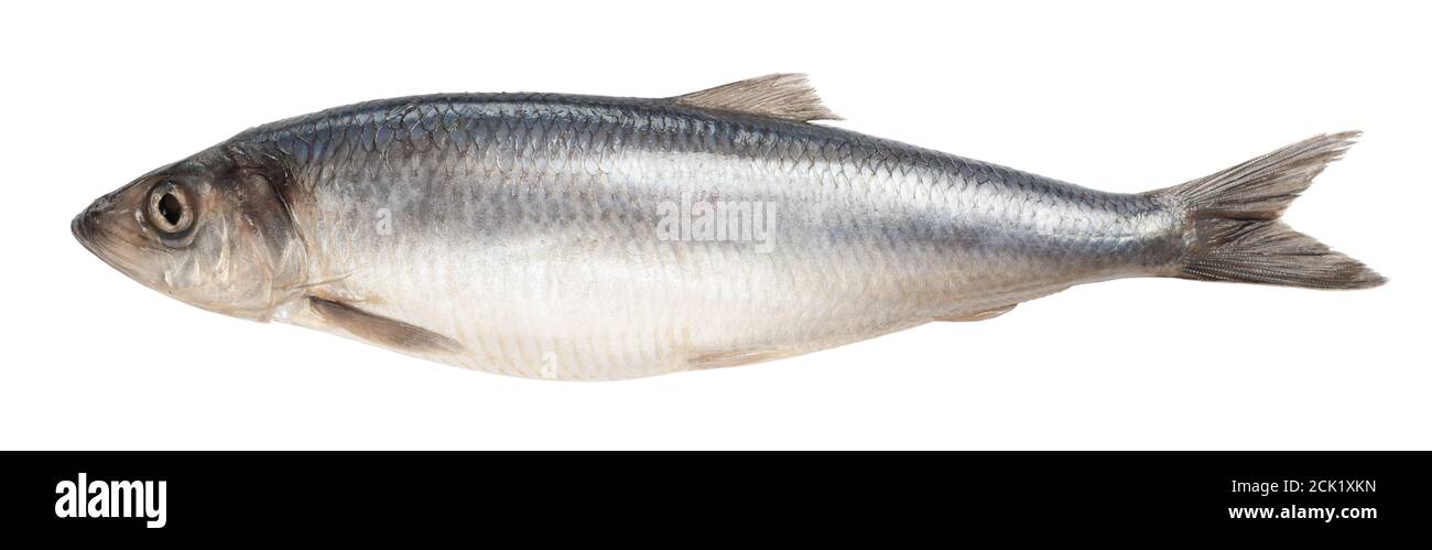 Salziger Hering isoliert auf Weiß Stockfoto