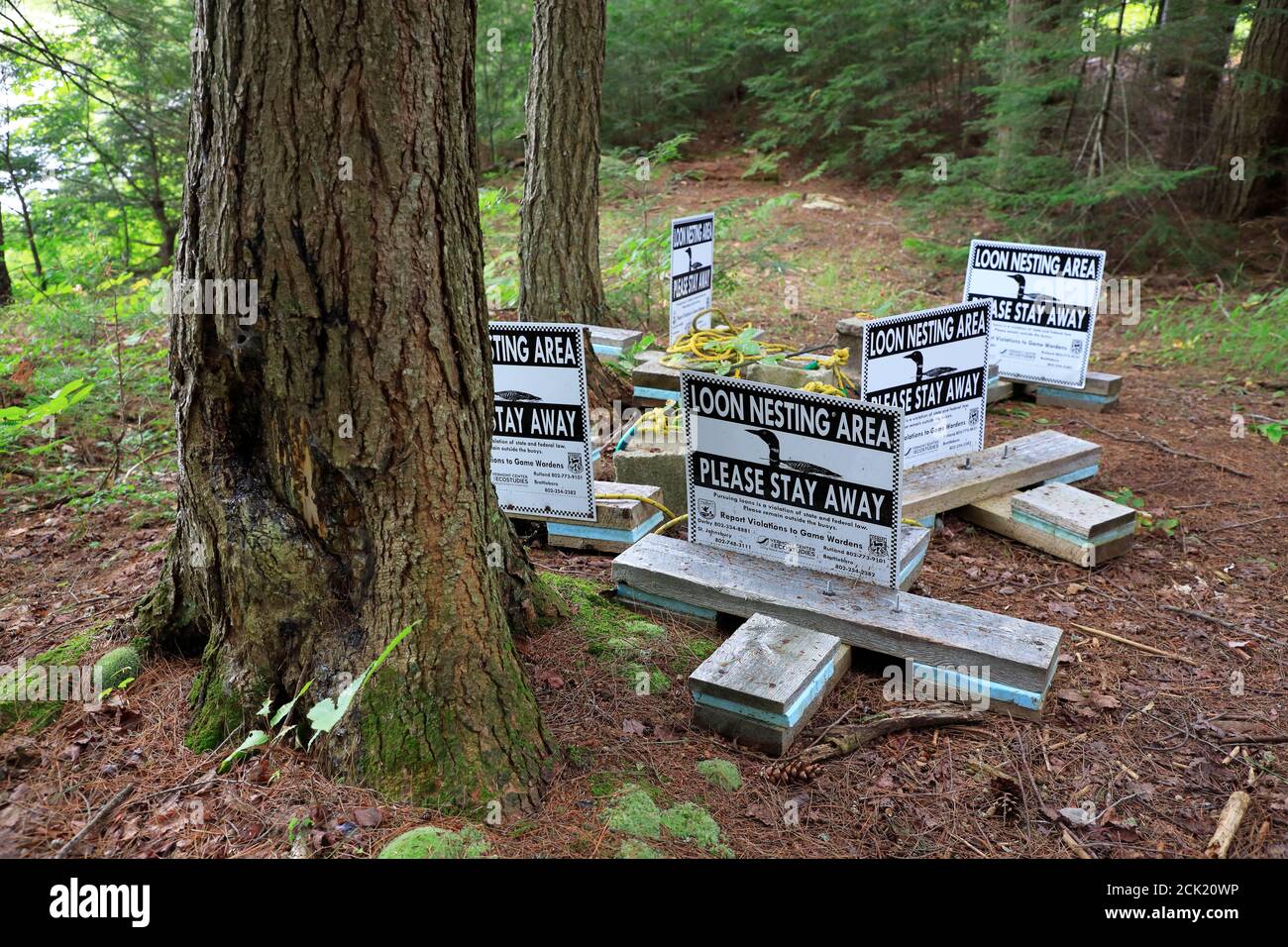 Geschütztes Seetaucher-Nistgebiet mit Warnschildern im Wald Von Lowell Lake State Park.Londonderry.Vermont.USA Stockfoto